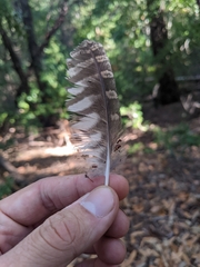 Megascops kennicottii