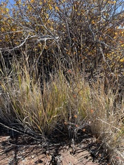 Leymus cinereus
