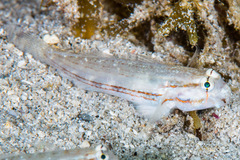 Gnatholepis cauerensis