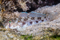 Gnatholepis anjerensis