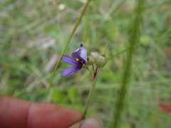 Sisyrinchium idahoense