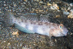 Gnatholepis anjerensis