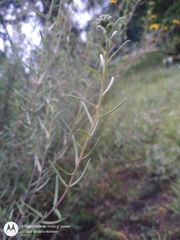 Aldama linearis
