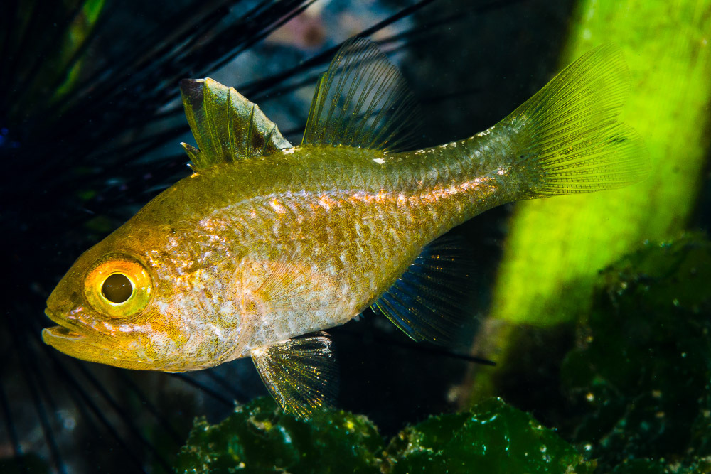 Flag-Fin Cardinalfish