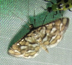 Spilomelinae