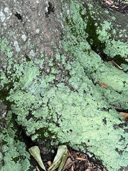 Flavoparmelia baltimorensis