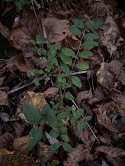 Ligustrum obtusifolium