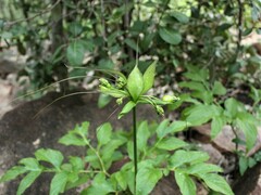 Tacca leontopetaloides