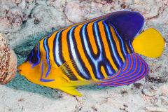 Pygoplites diacanthus