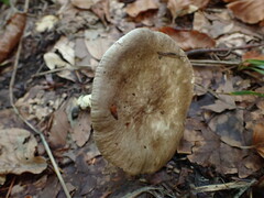 Lactarius acris