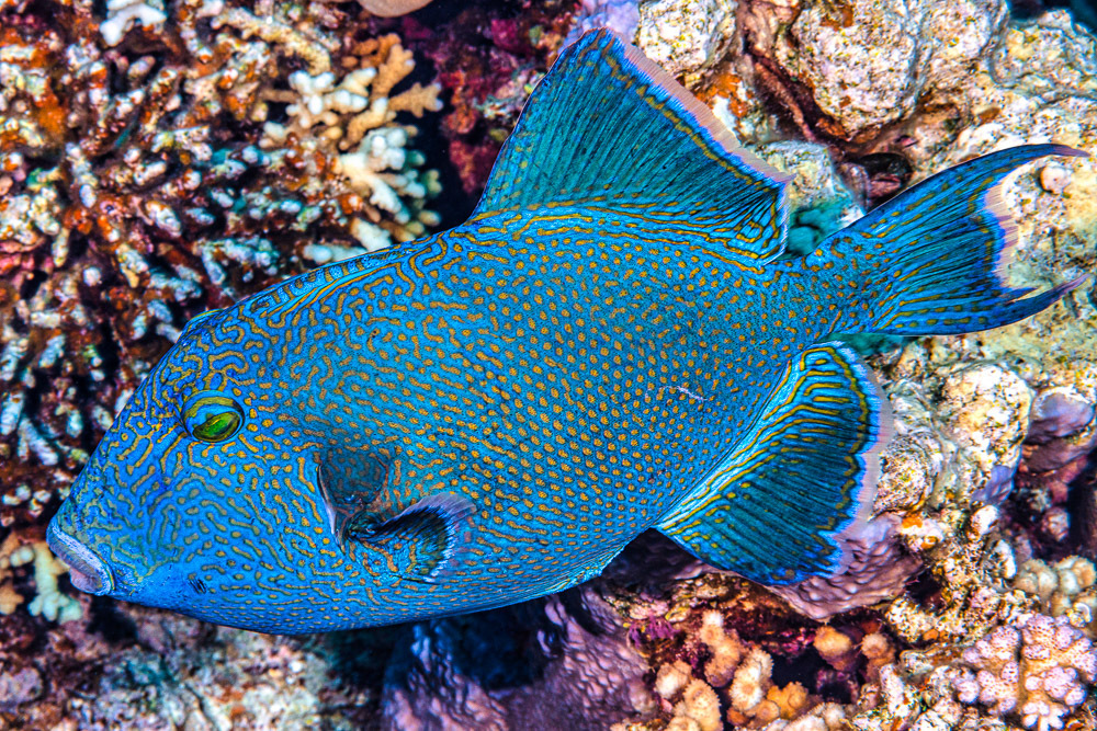 Yellow-Spotted Triggerfish