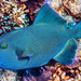 Blue Triggerfish - Photo (c) François Libert, some rights reserved (CC BY-NC-SA), uploaded by François Libert