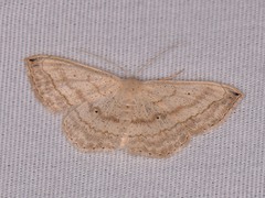 Scopula umbilicata