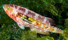 Oxycheilinus bimaculatus