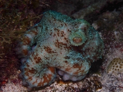 Octopus briareus