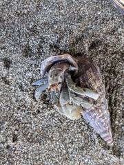 Coenobita compressus