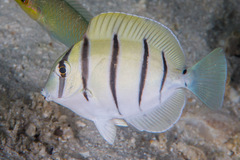 Acanthurus triostegus