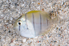 Acanthurus triostegus