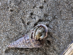 Coenobita compressus
