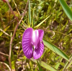 Centrosema brasilianum