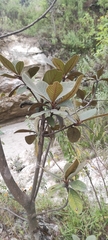Quercus crassifolia