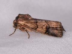 Dichagyris grotei