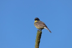 Setophaga kirtlandii