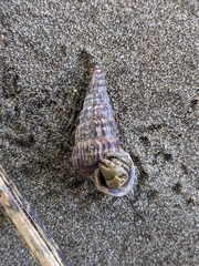 Cerithideopsis