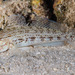 Shoulderspot Sandgoby - Photo (c) François Libert, some rights reserved (CC BY-NC-SA), uploaded by François Libert