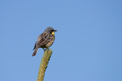 Setophaga kirtlandii