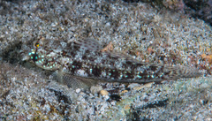 Gnatholepis anjerensis