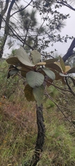 Quercus crassifolia