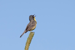 Setophaga kirtlandii