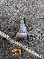 Cerithideopsis