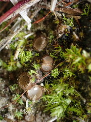 Humaria hemisphaerica