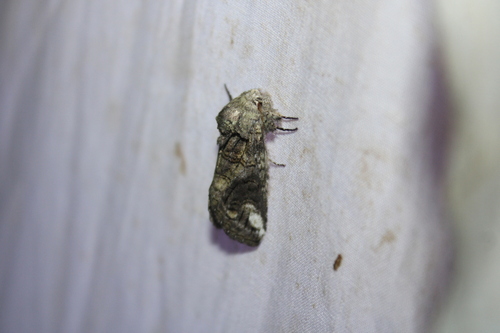 Oblique Heterocampa Moth photo 5