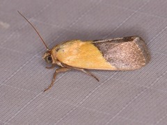 Ponometia semiflava