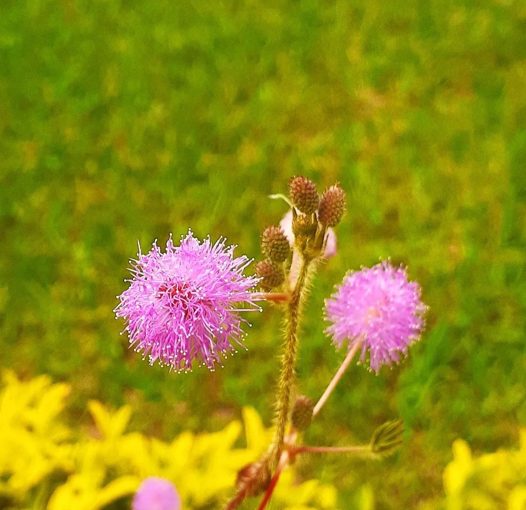 Mimosa pudica