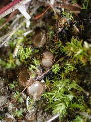 Humaria hemisphaerica