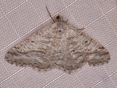 Digrammia pallorata