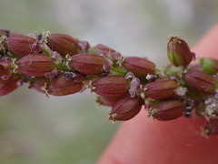 Triglochin maritima