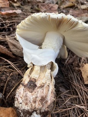 Amanita cokeri