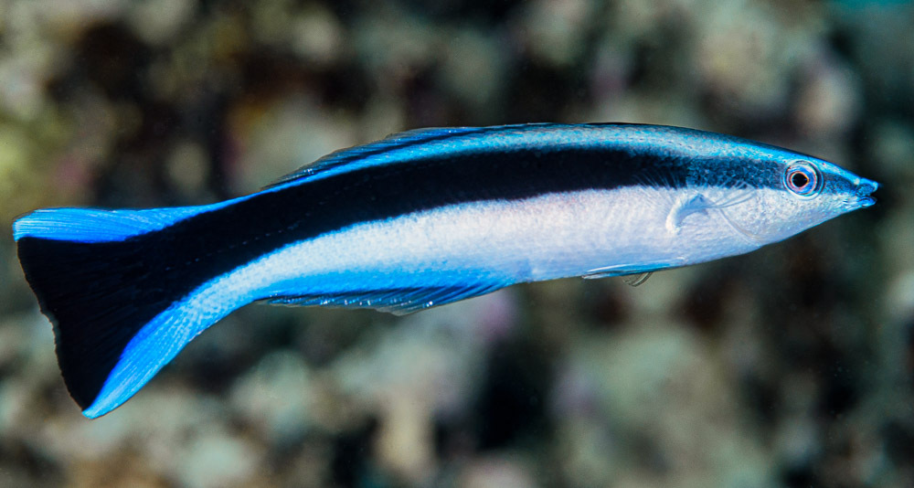 Bluestreak cleaner wrasse - Wikipedia