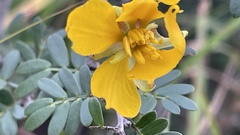 Chamaecrista greggii