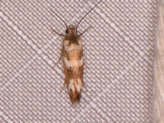 Scythris trivinctella