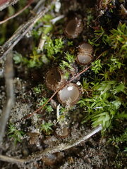 Humaria hemisphaerica