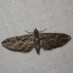 Eupithecia oxycedrata