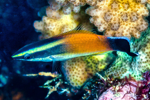 Labroides rubrolabiatus