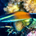 Redlip Cleaner Wrasse - Photo (c) François Libert, some rights reserved (CC BY-NC-SA), uploaded by François Libert
