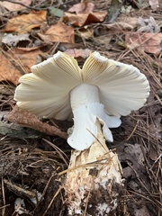 Amanita cokeri